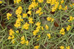 Flat-top goldentop